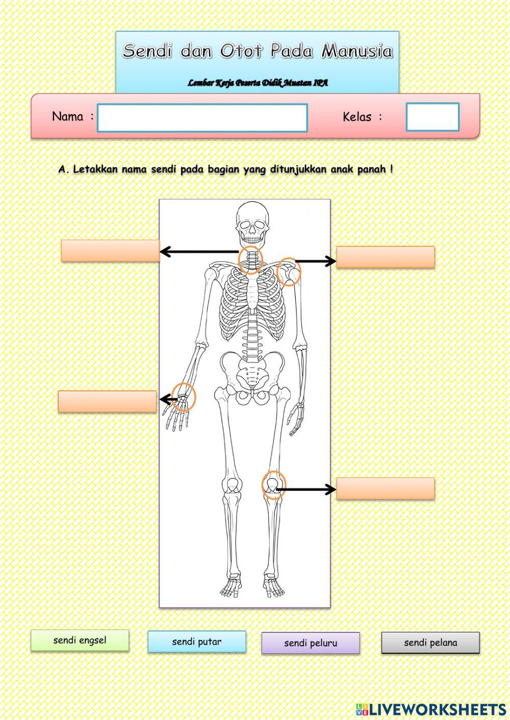 Sendi dan Otot Pada Manusia