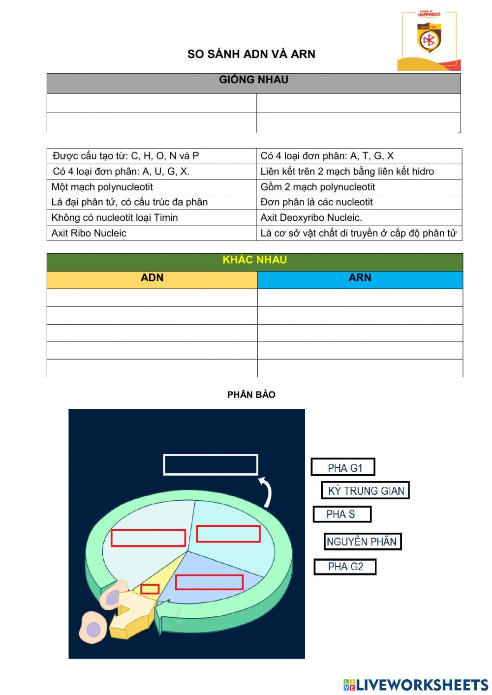 Ôn tập adn.phân bào