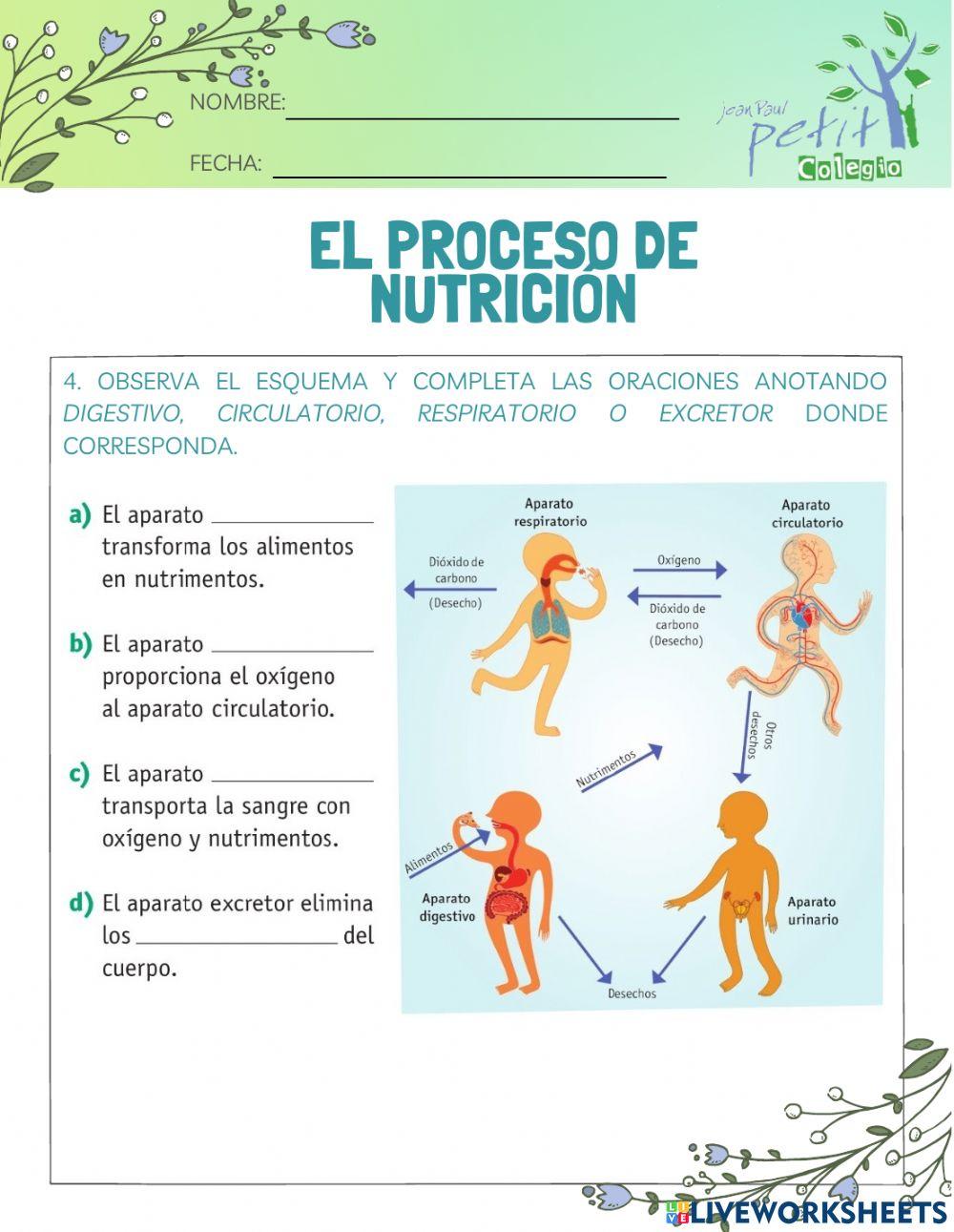 El proceso de nutrición