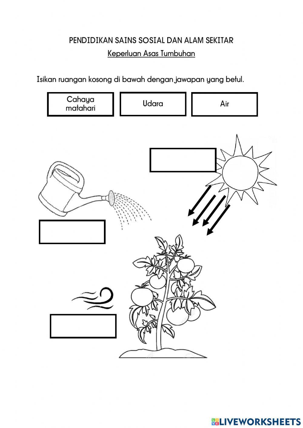 Keperluan asas tumbuhan