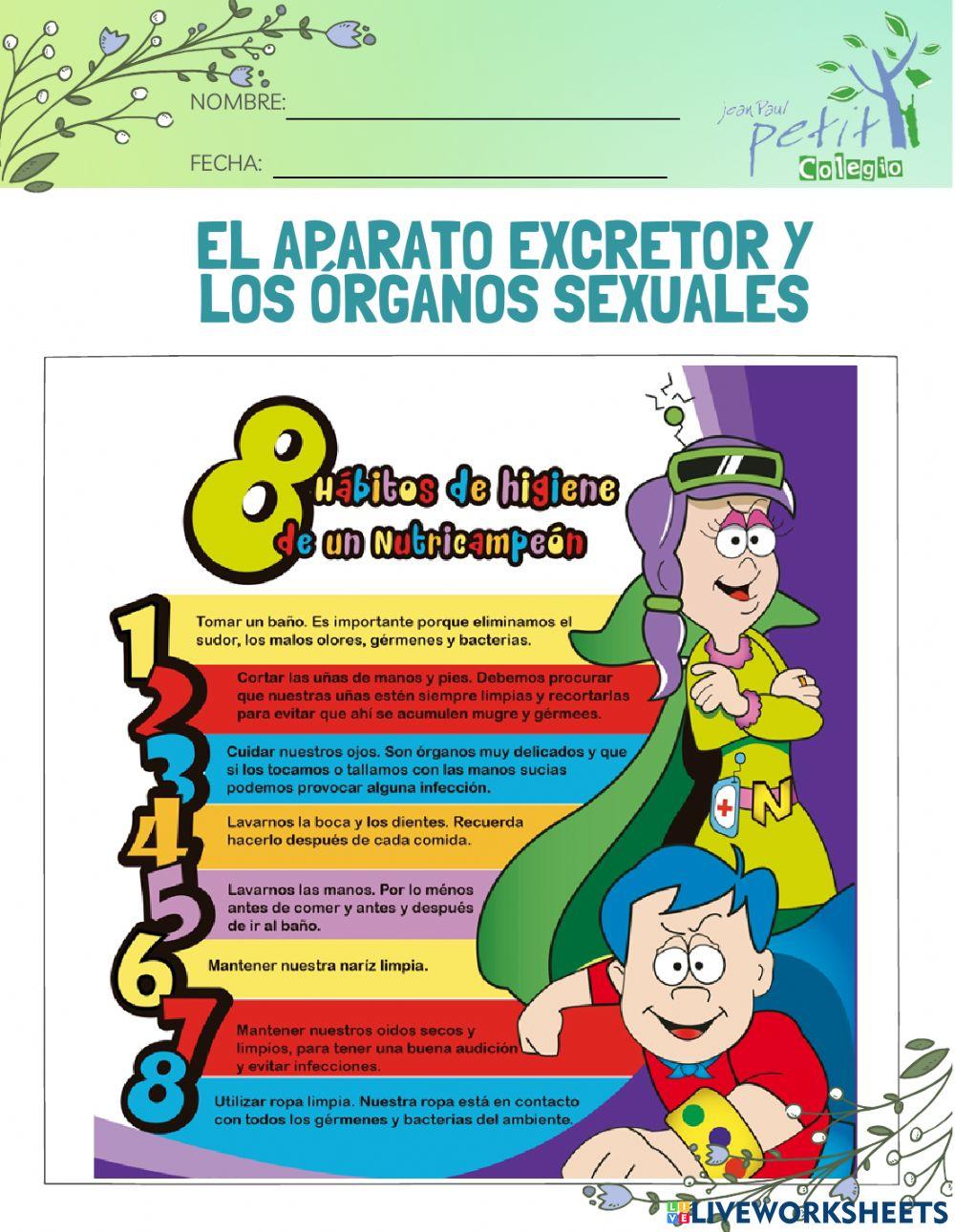 El aparato excretor y los órganos sexuales