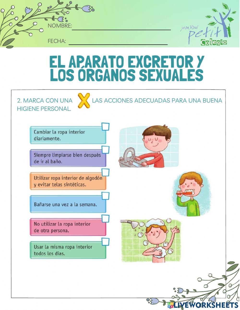 El aparato excretor y los órganos sexuales