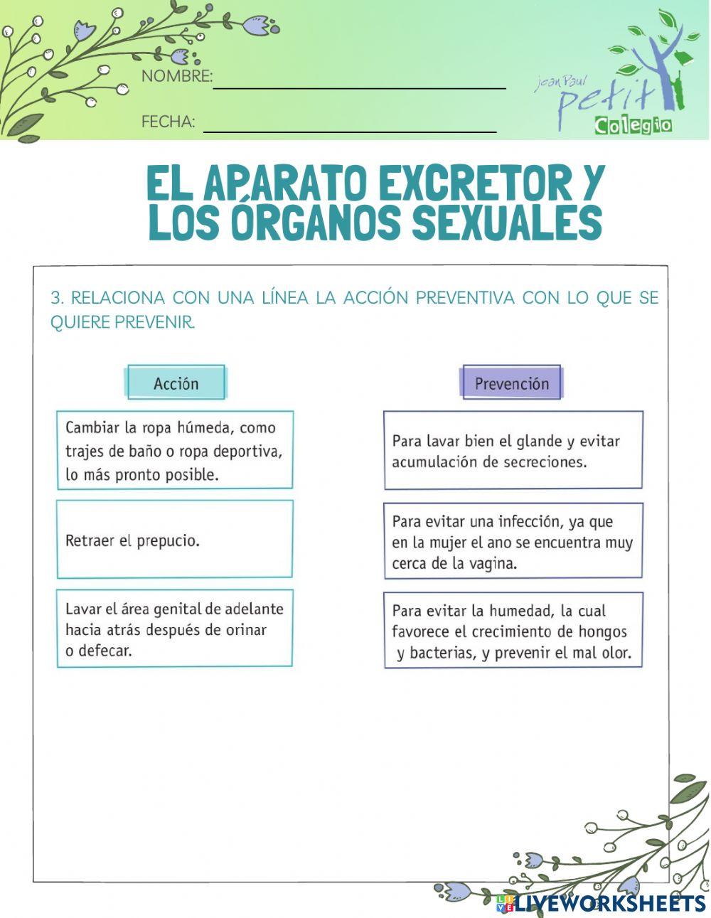 El aparato excretor y los órganos sexuales