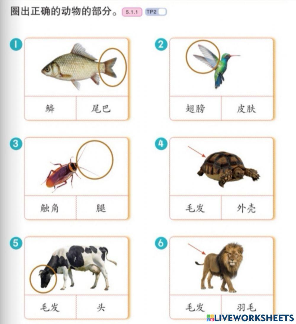 动物的身体部分