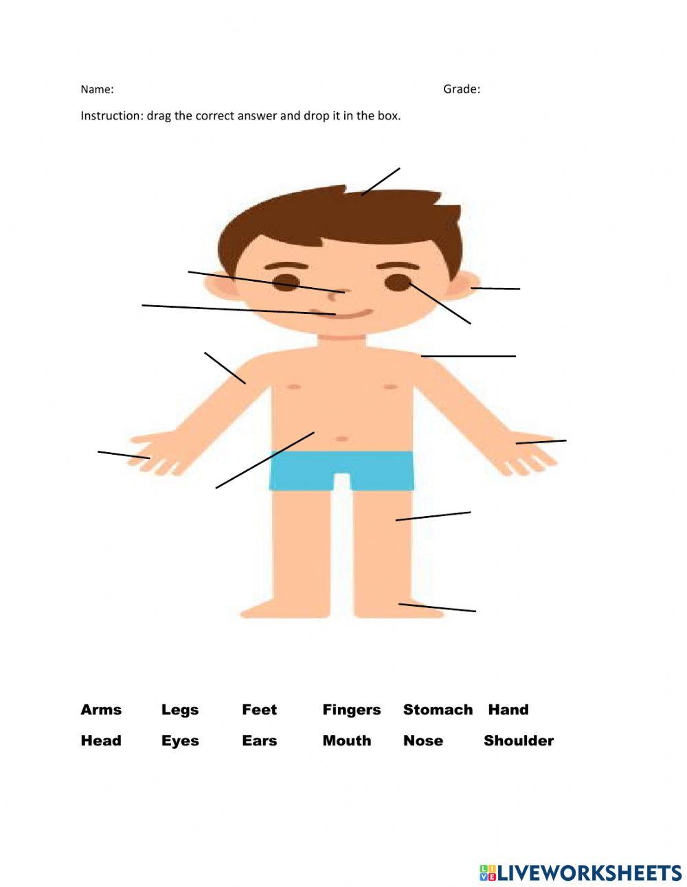 Parts of the body online exercise for 1 | Live Worksheets