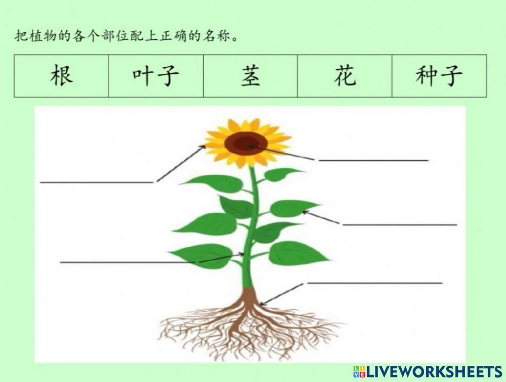 植物的身体部分
