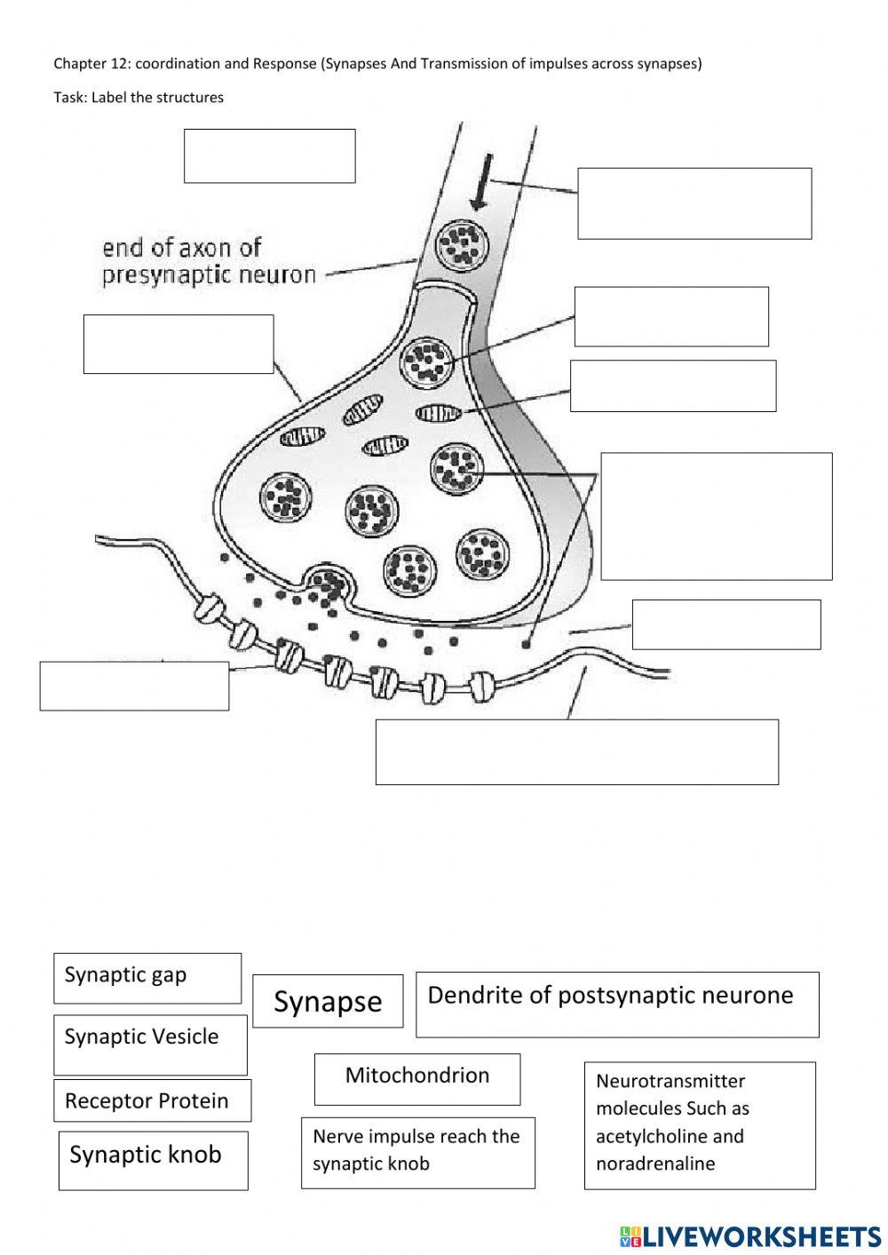 Erregungsübertragung An Der Synapse Arbeitsblatt chapter 12 Coordination and Responses in humans (synapse