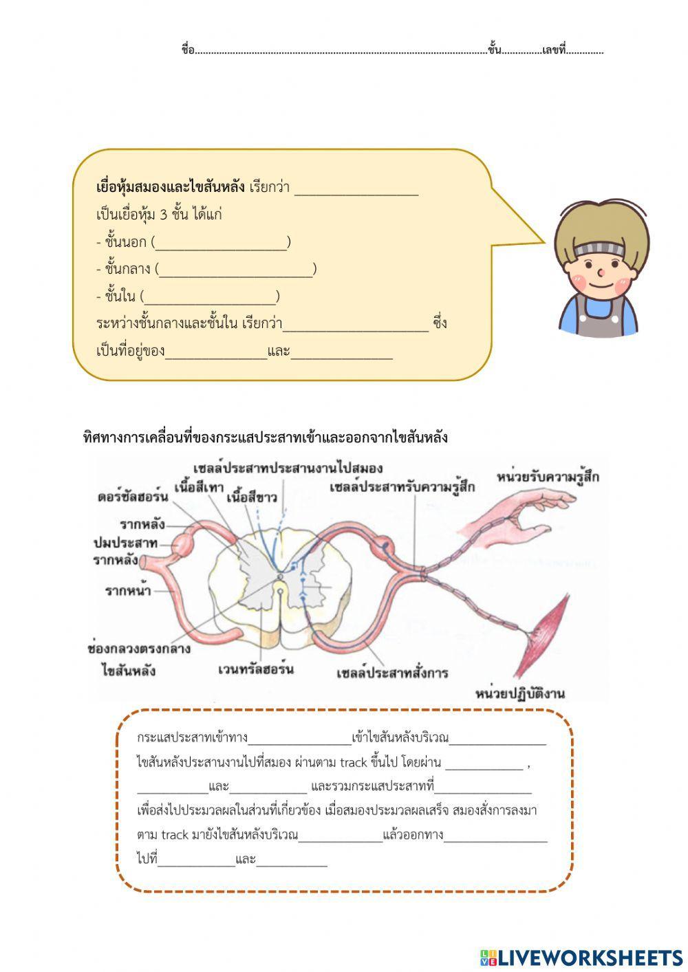 ใบงาน เรื่อง ศูนย์ควบคุมระบบประสาทของมนุษย์(ไขสันหลัง)