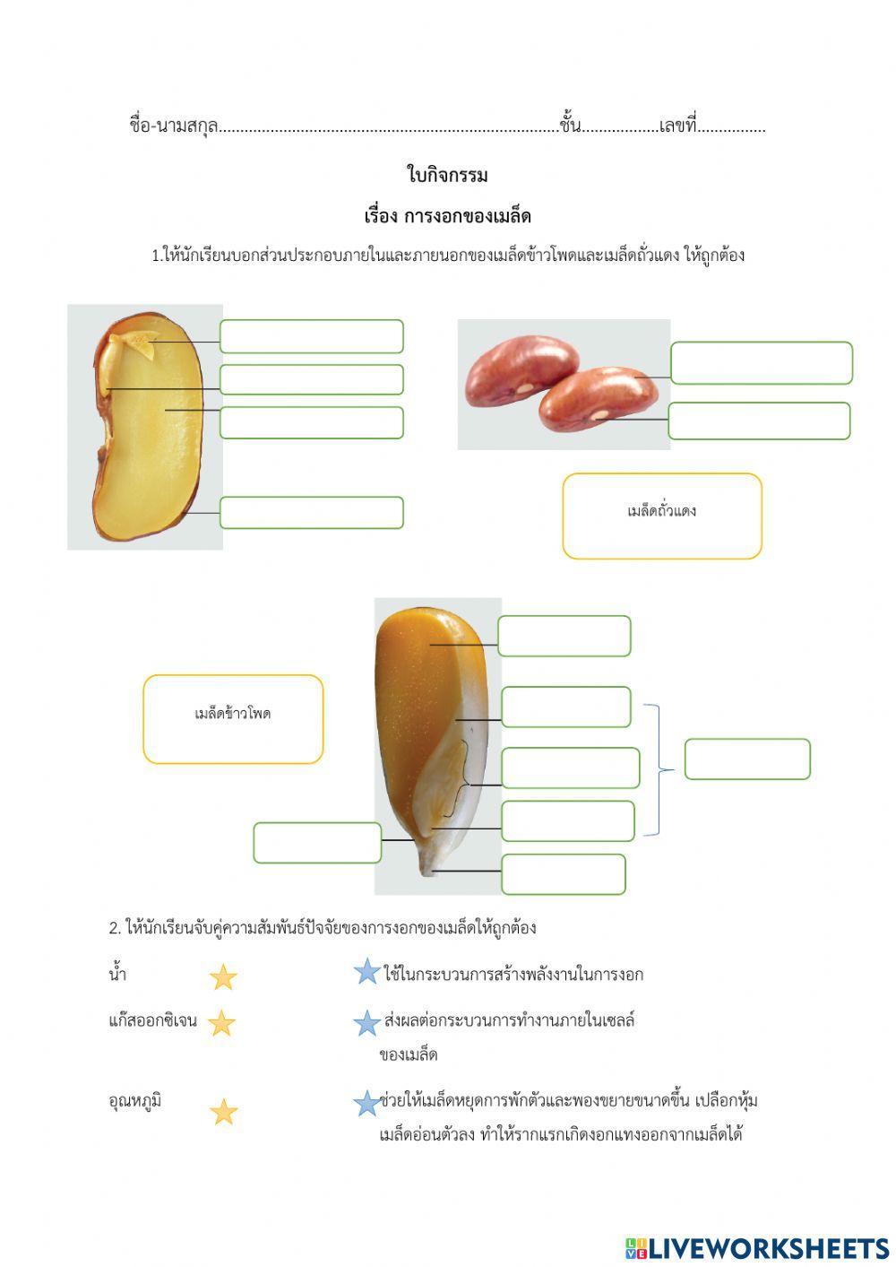 การงอกของเมล็ด