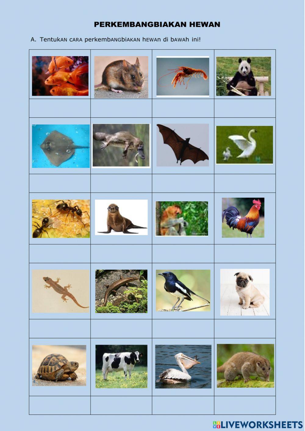 Perkembangbiakan hewan generatif