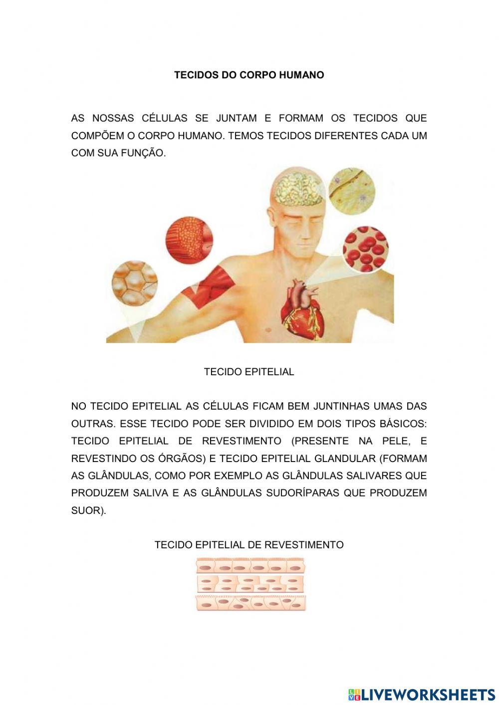 Tecidos do corp… | Free Interactive Worksheets | 1246810, image size:1000x1413