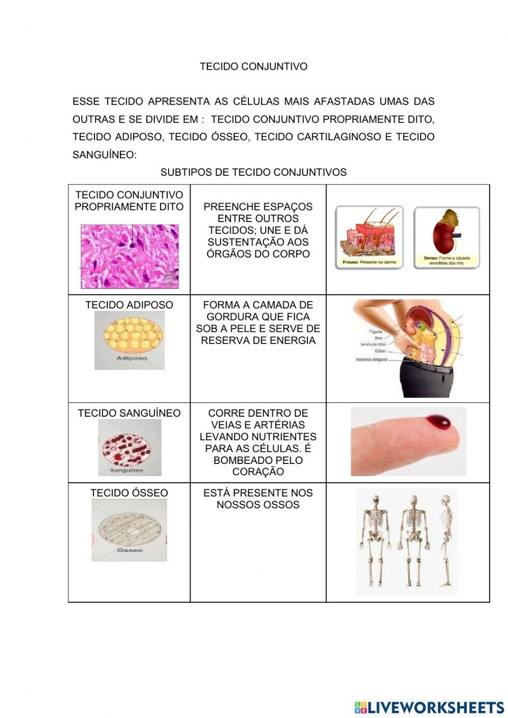 Tecidos do corp… | Free Interactive Worksheets | 1246810, image size:1000x1413