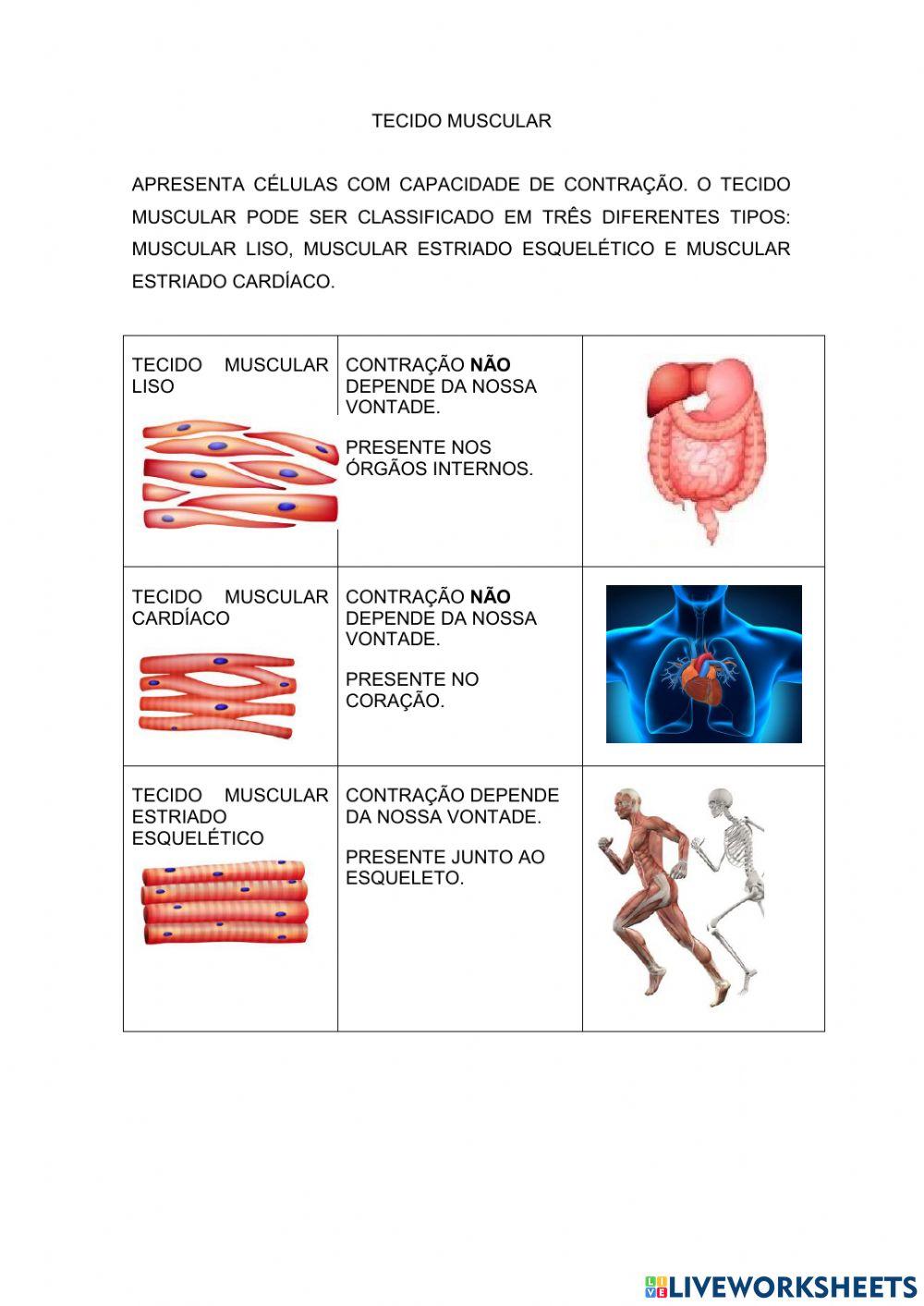 Tecidos do corp… | Free Interactive Worksheets | 1246810, image size:1000x1413