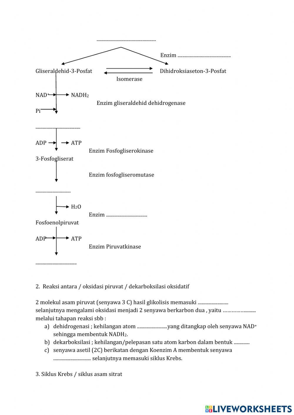Katabolisme karbohidrat