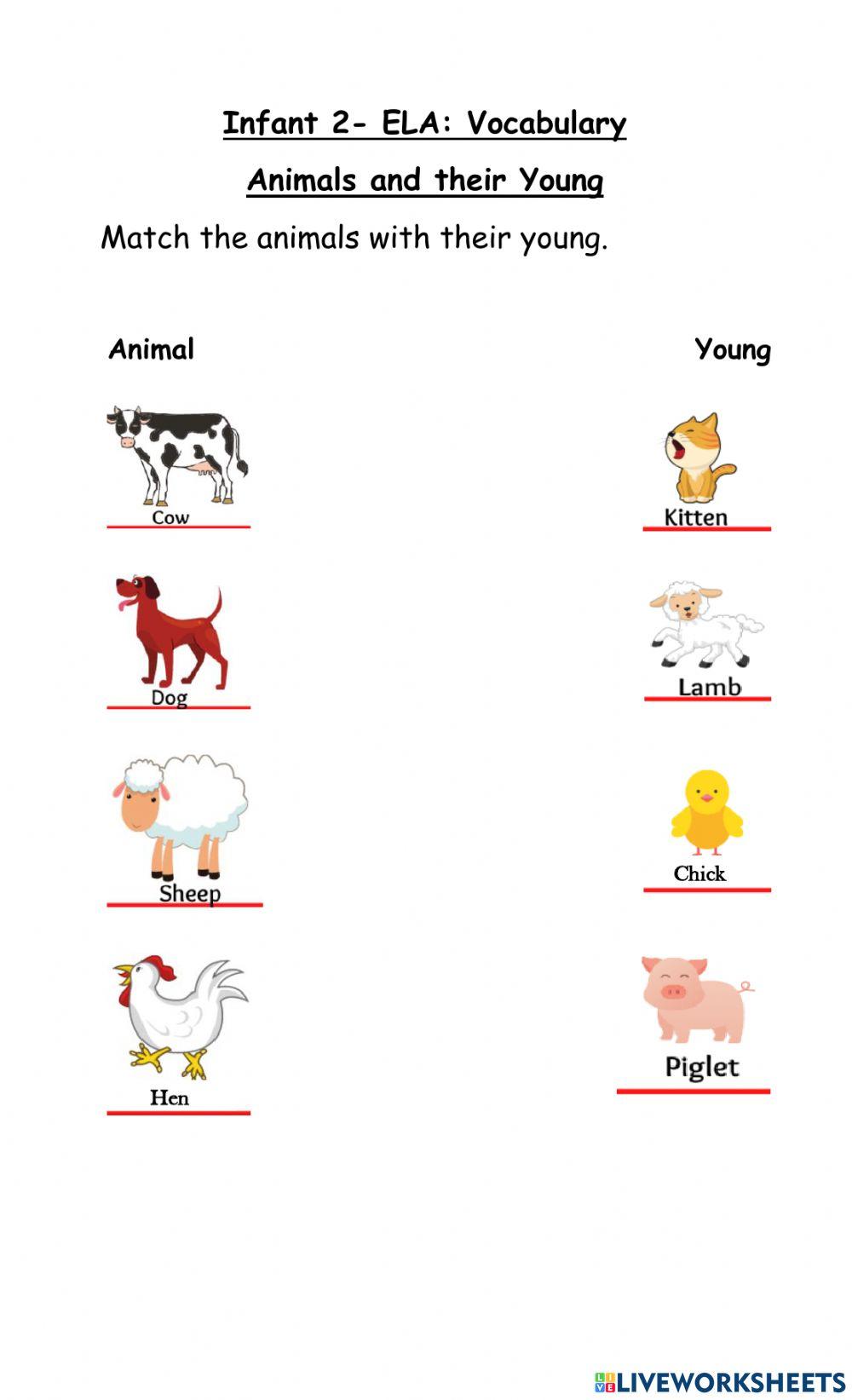 Animals and their Young