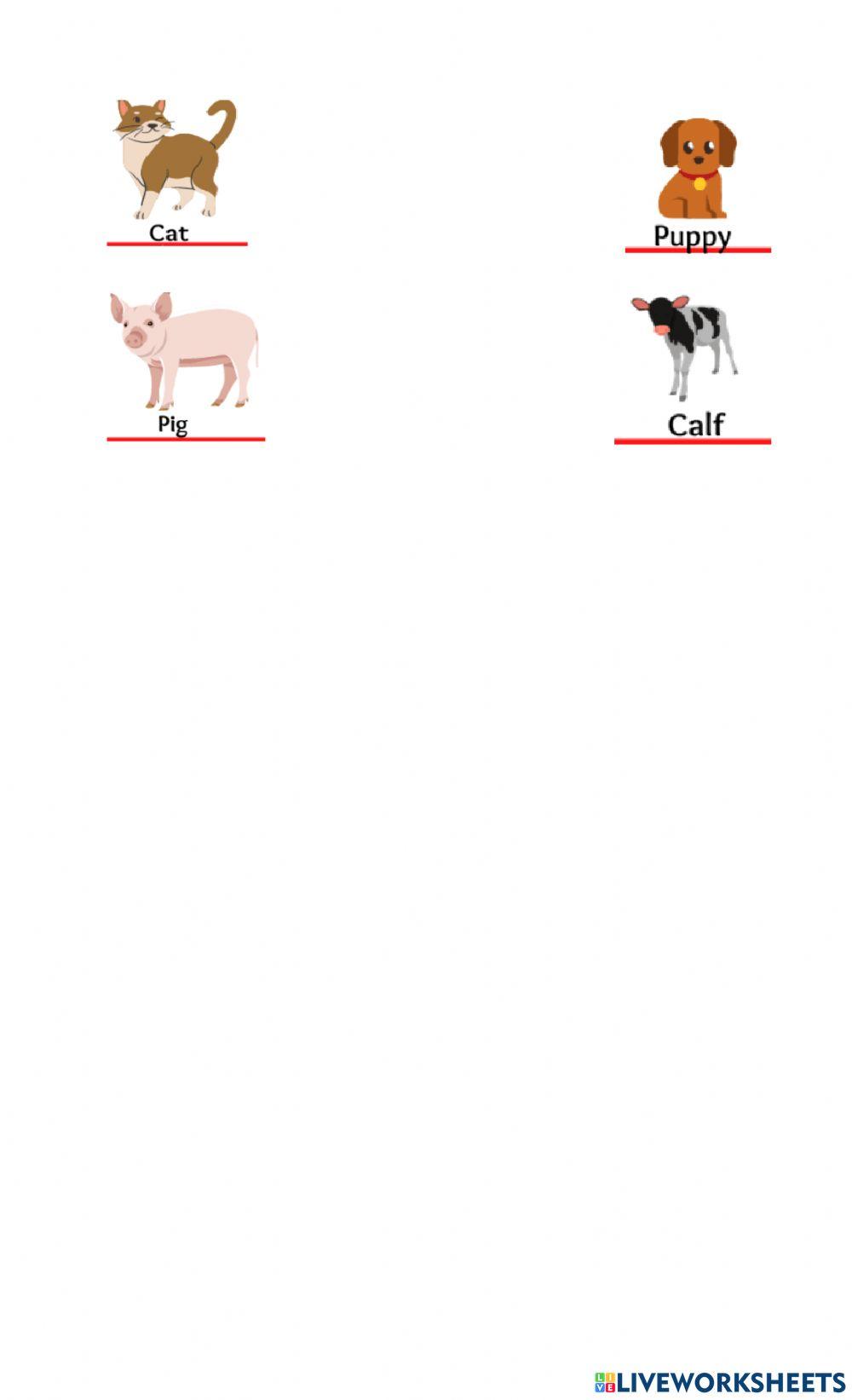 Animals and their Young