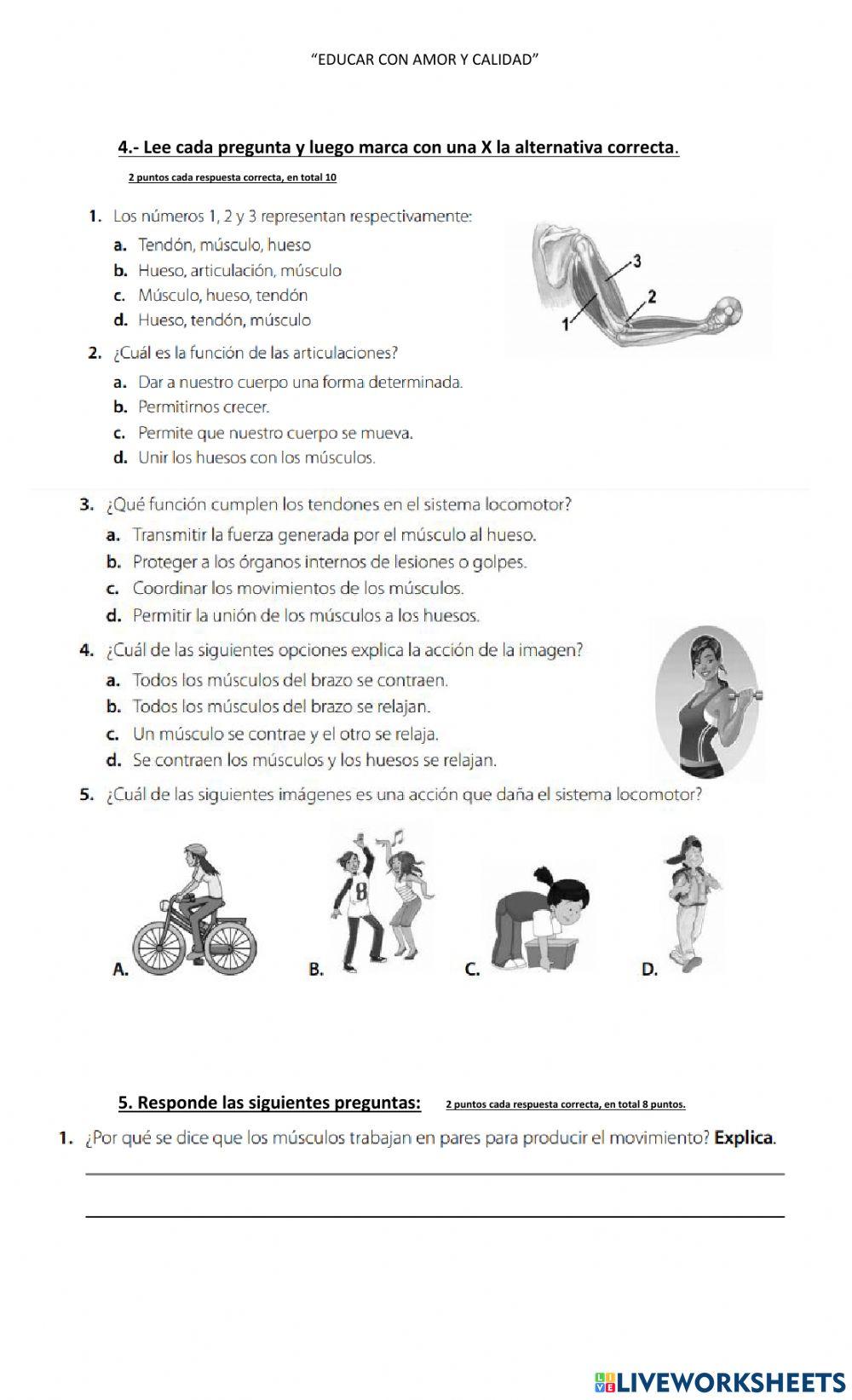 Ficha del sistema locomotor