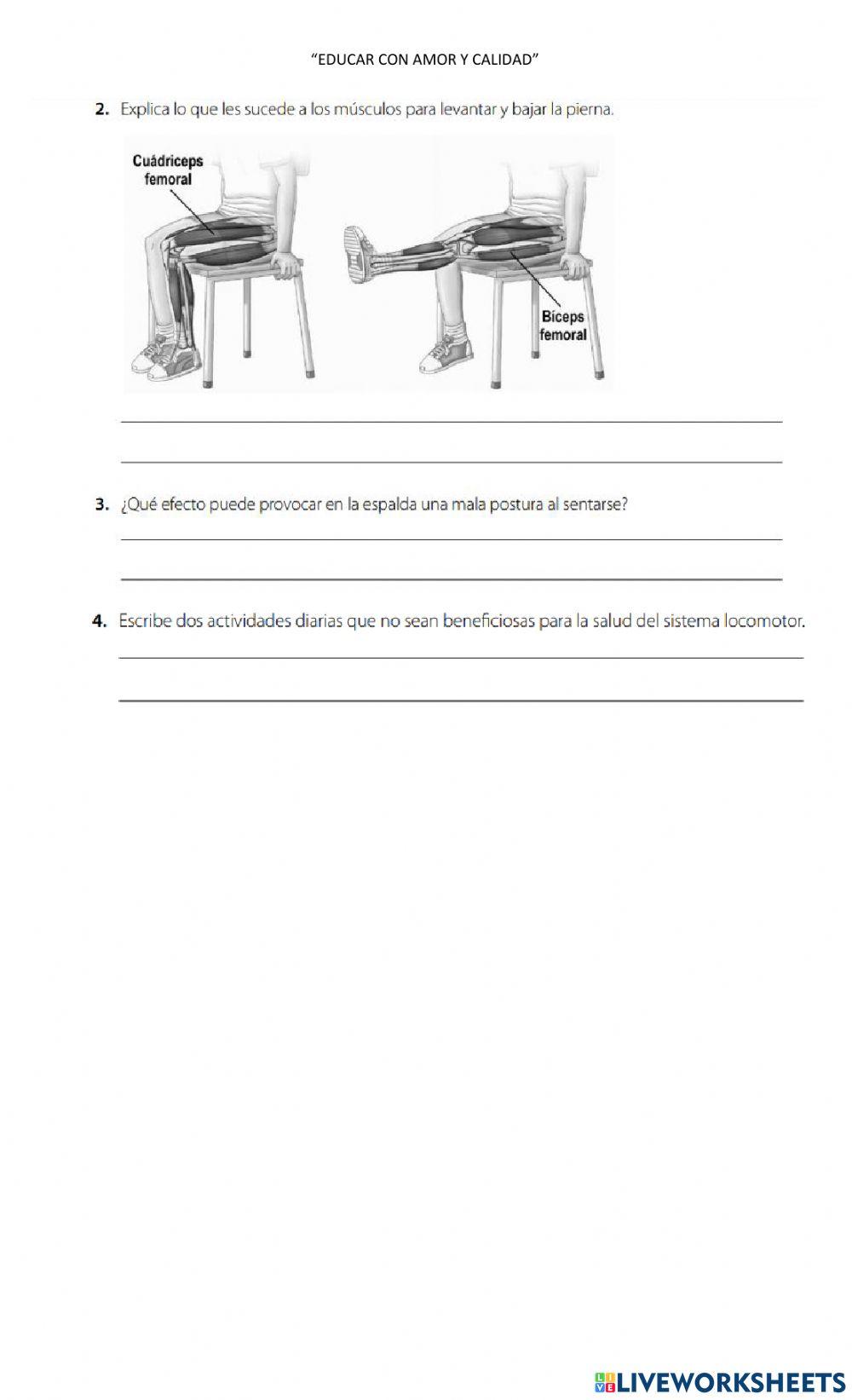 Ficha del sistema locomotor