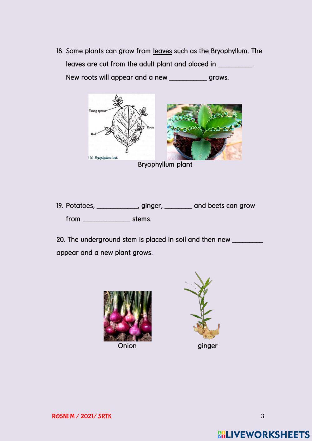 Plant life cycles