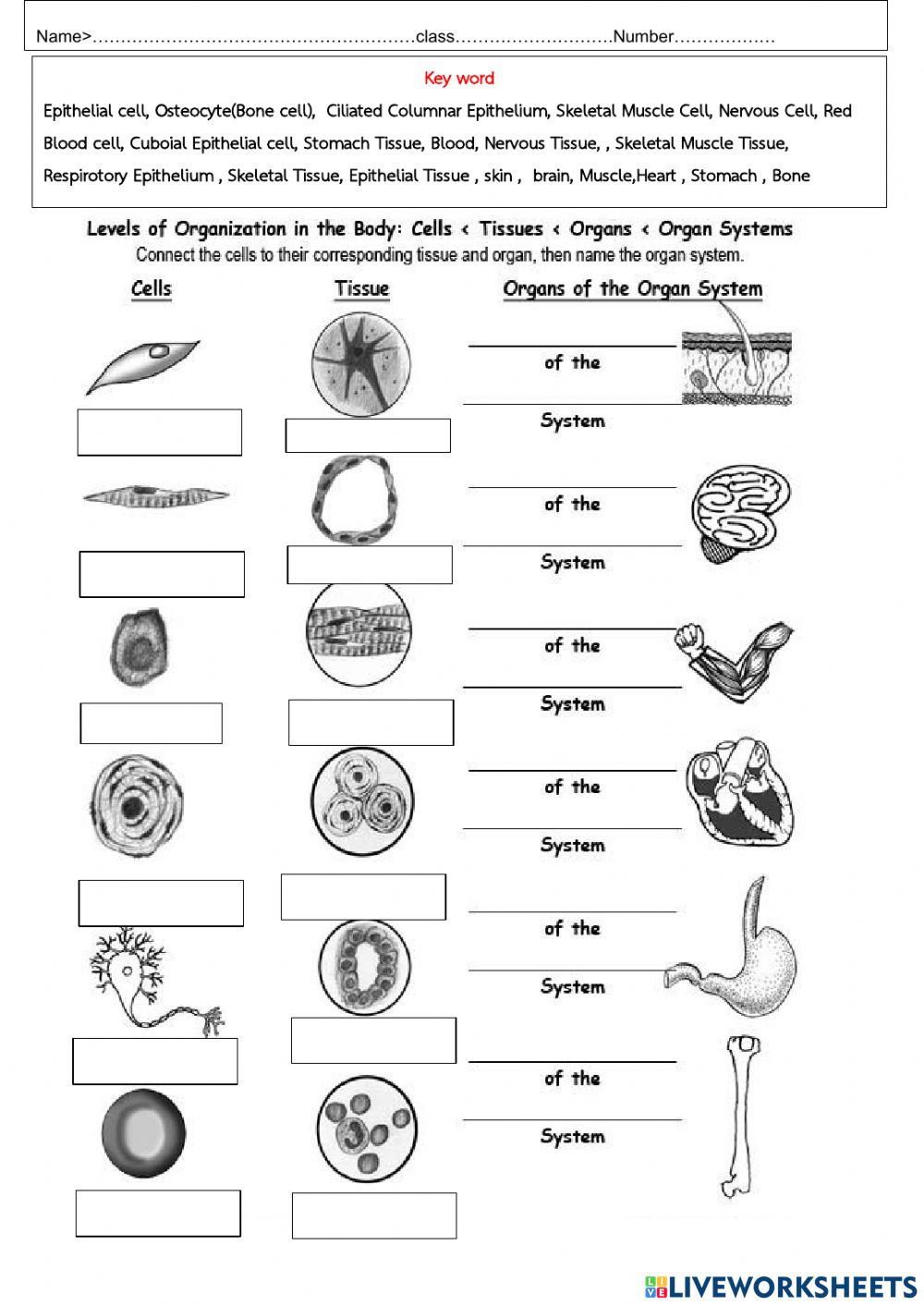 Organization in the body