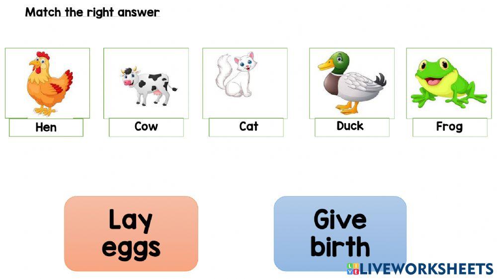 Lay eggs and give birth