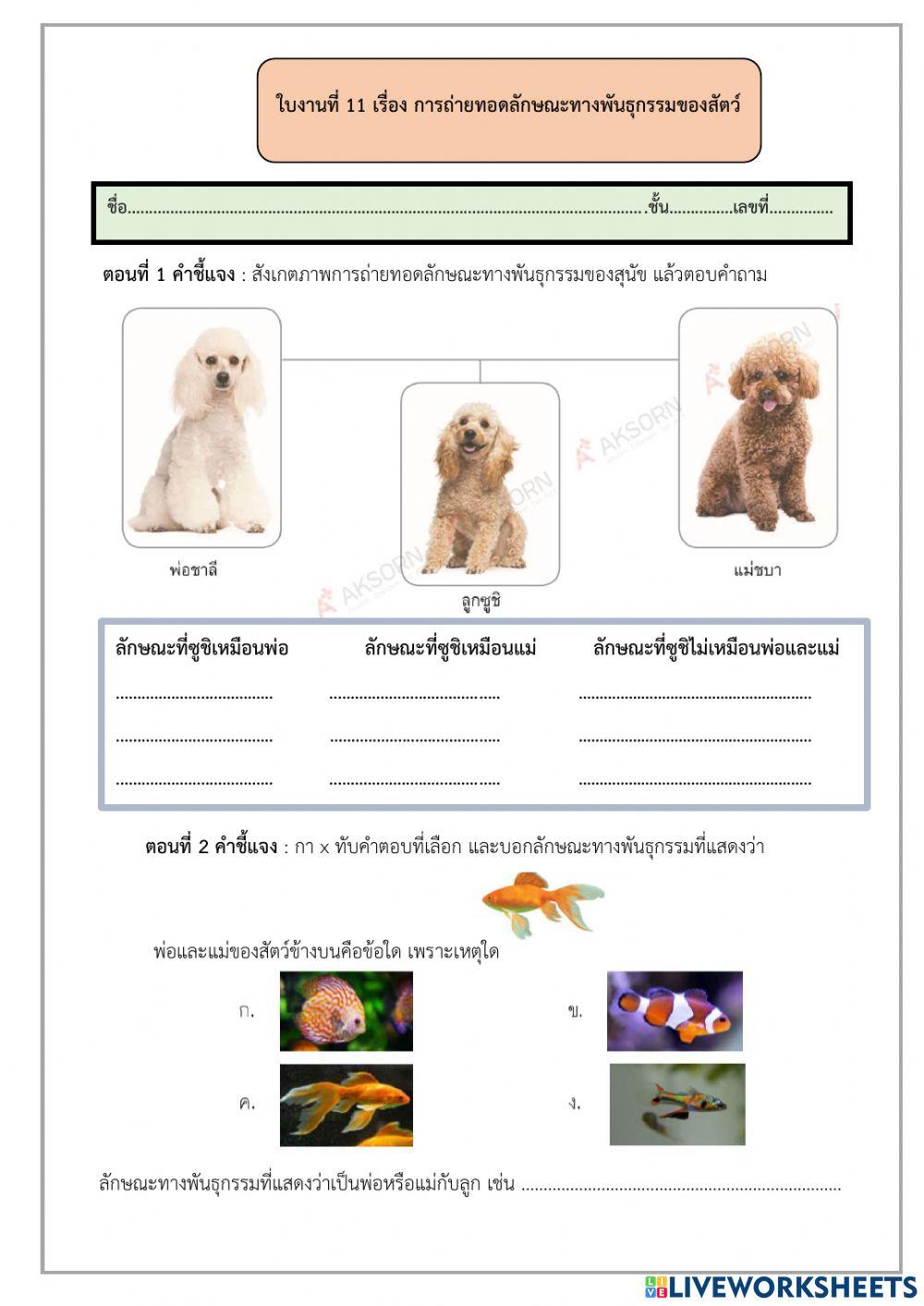 ใบงานที่ 11 เรื่องการถ่ายทอดลักษณะทางพันธุกรรมของสัตว์