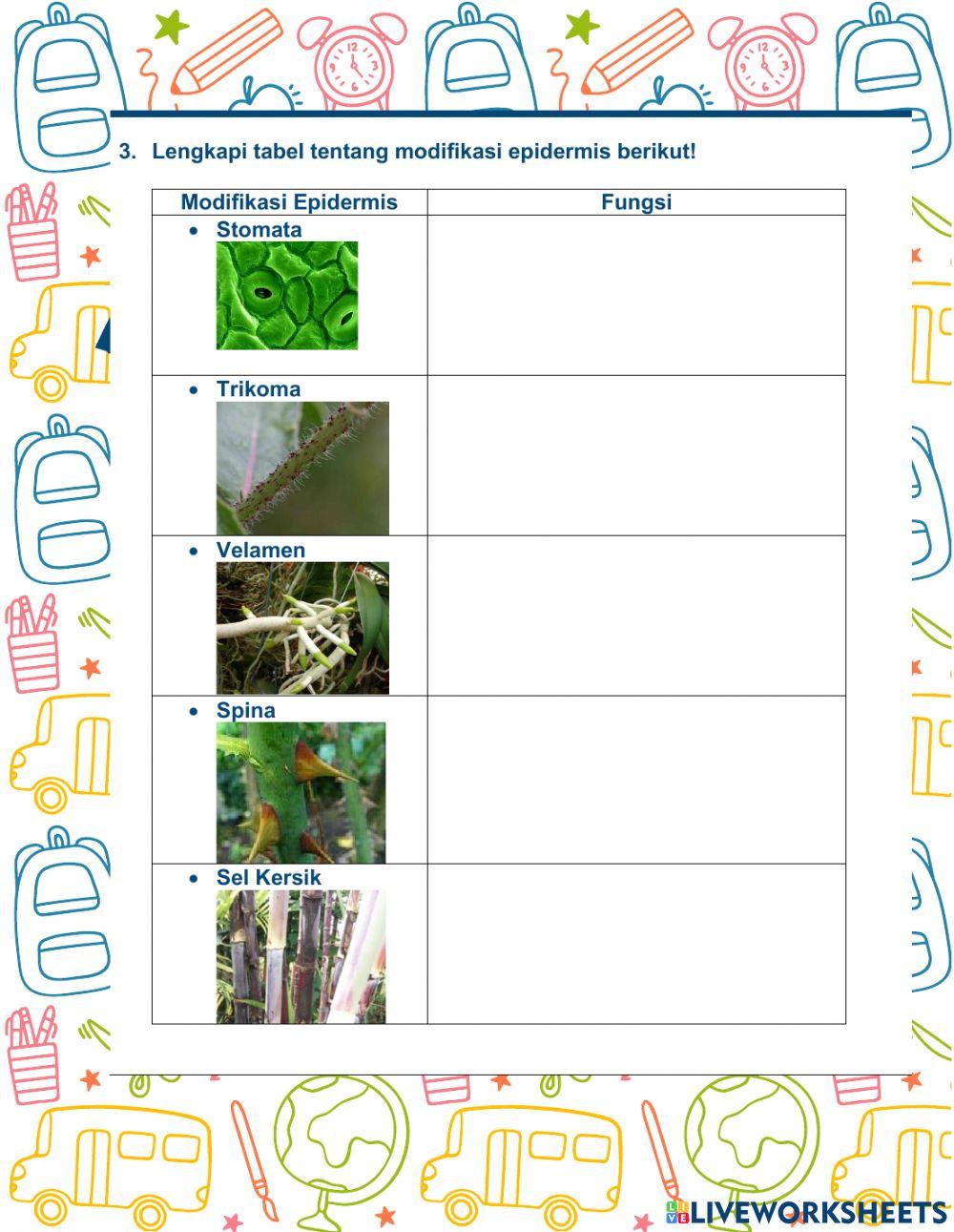 Struktur dan Fungsi Jaringan Tumbuhan