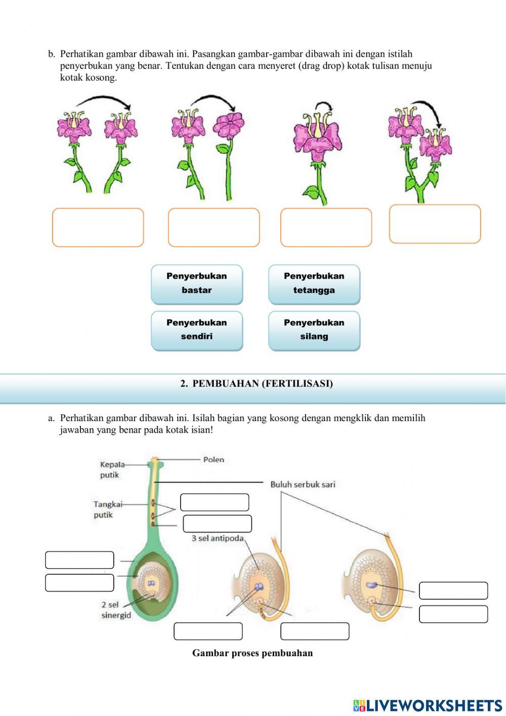 LKPD Penyerbukan, Pembuahan dan Penyebaran Biji