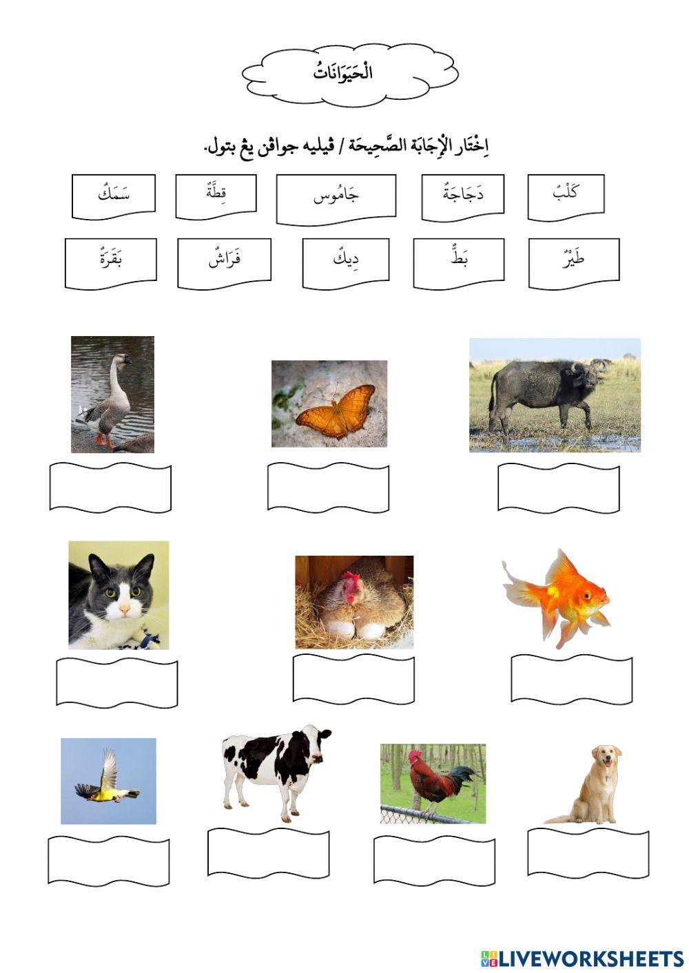 الحيوانات درجه 3