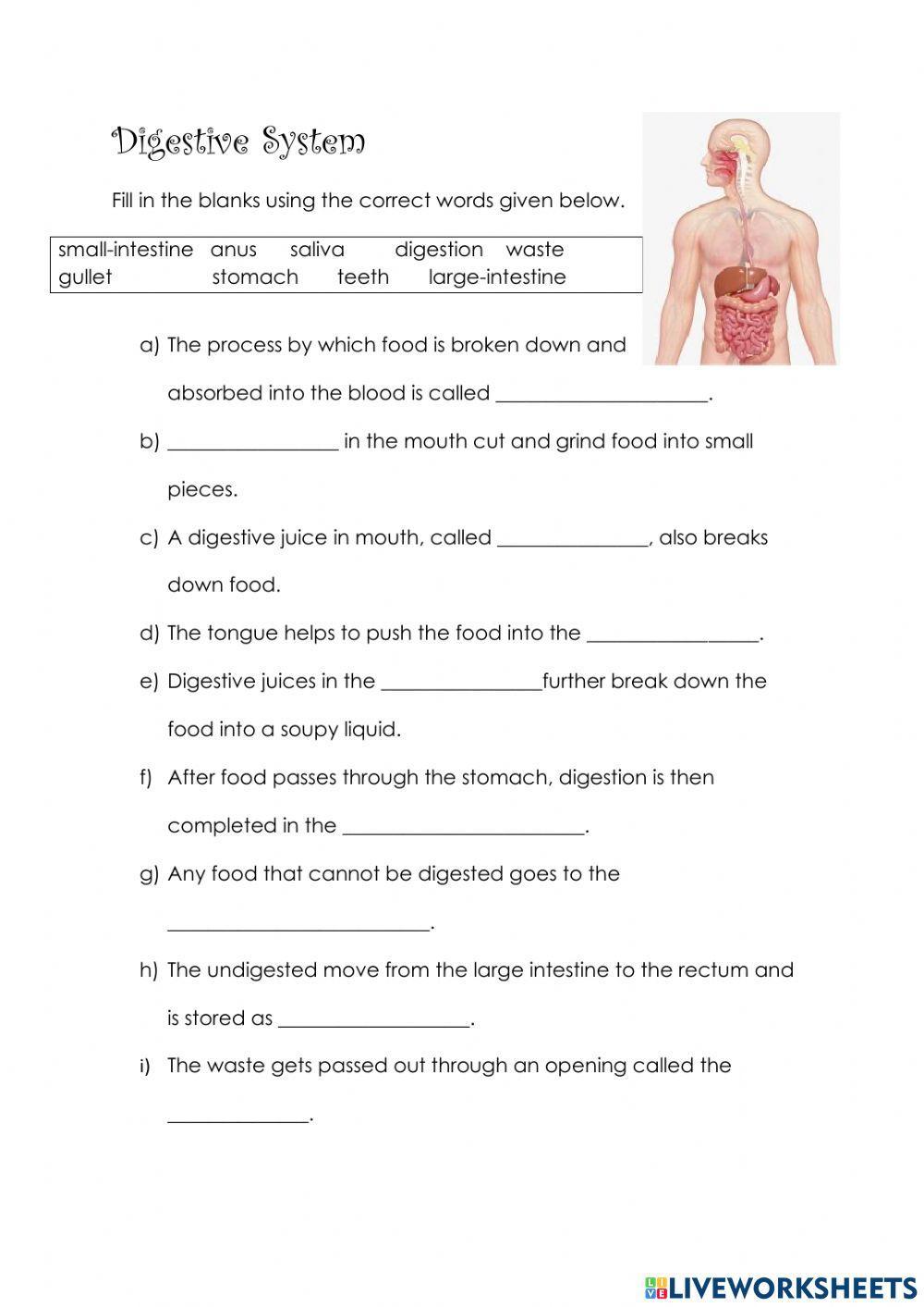 1338579 Digestive system nurul76 LiveWorksheets