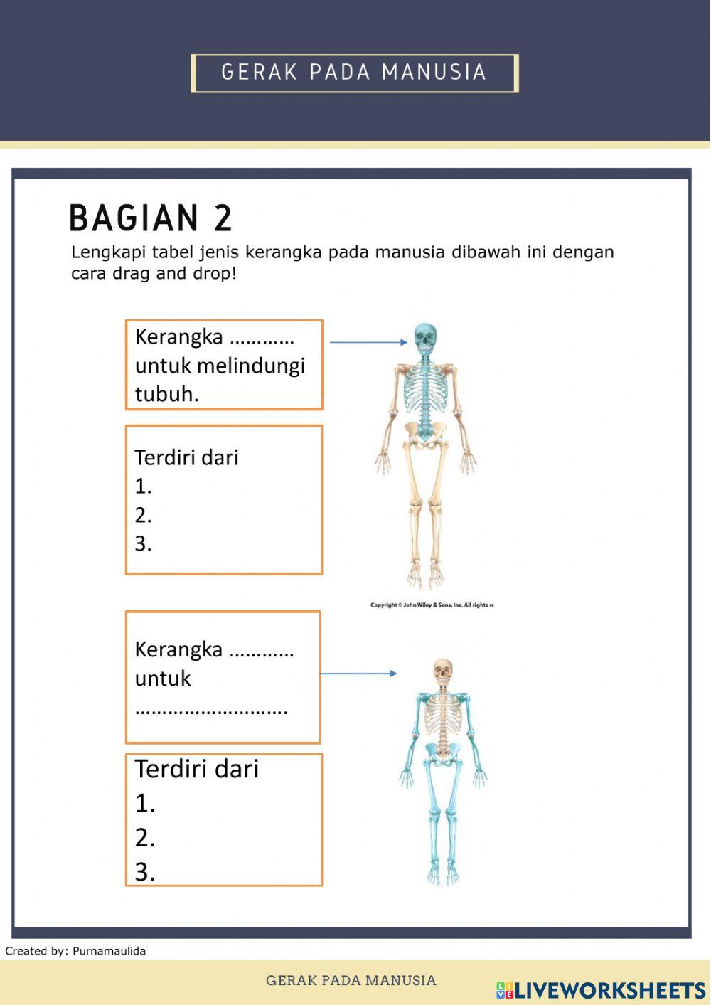 Sistem gerak manusia