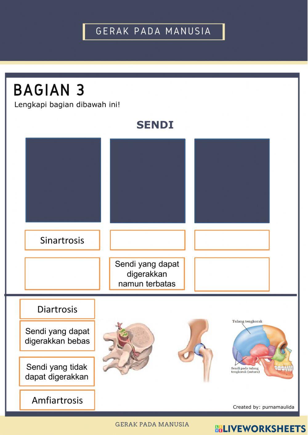 Sistem gerak manusia