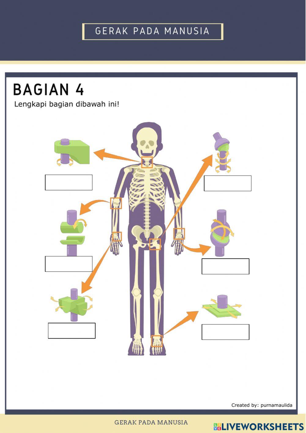 Sistem gerak manusia