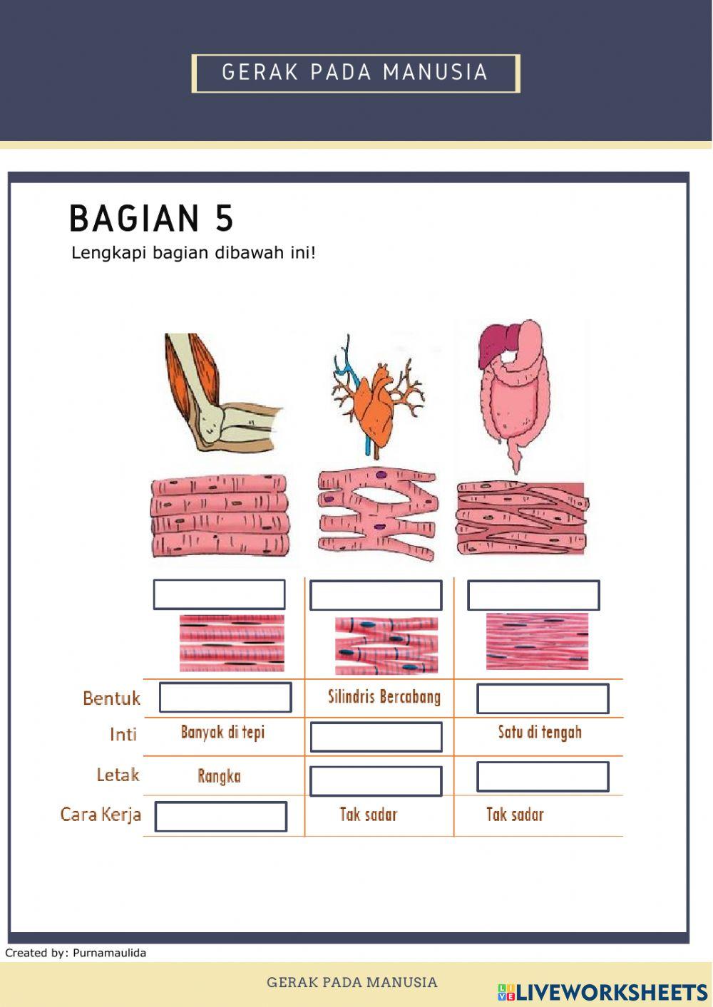 Sistem gerak manusia