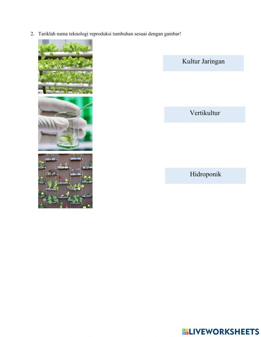 Tugas Pertemuan 9: Perkembangbiakan tumbuhan Gymnospermae dan Teknologi Perkembangbiakan Tumbuhan