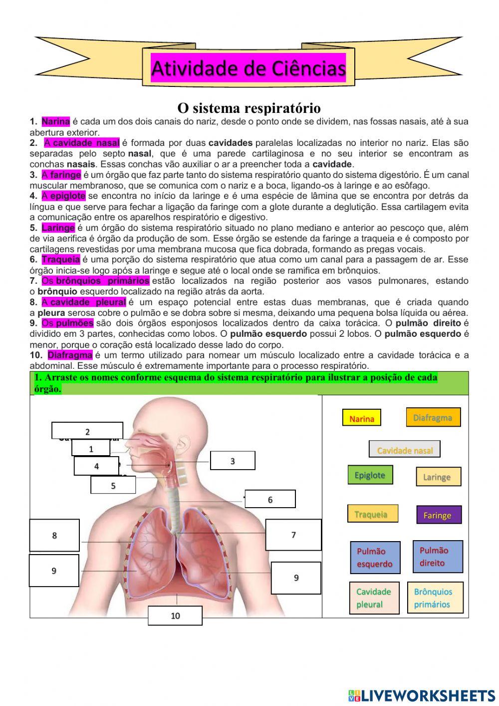 Ciências: O sistema respiratório