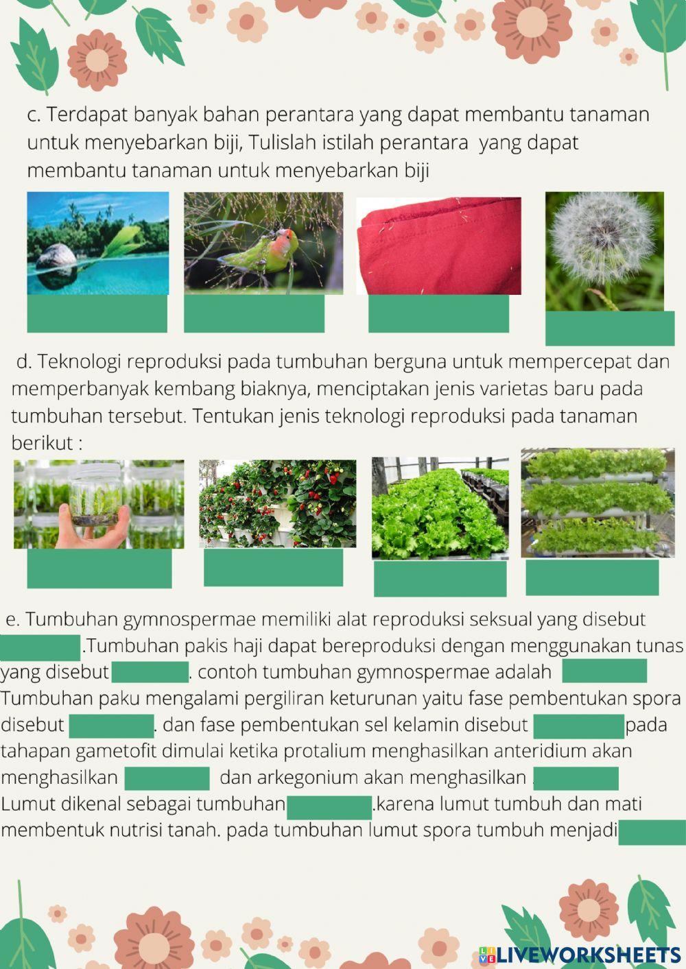 Tumbuhan angiospermae, gymnospermae, lumut dan paku