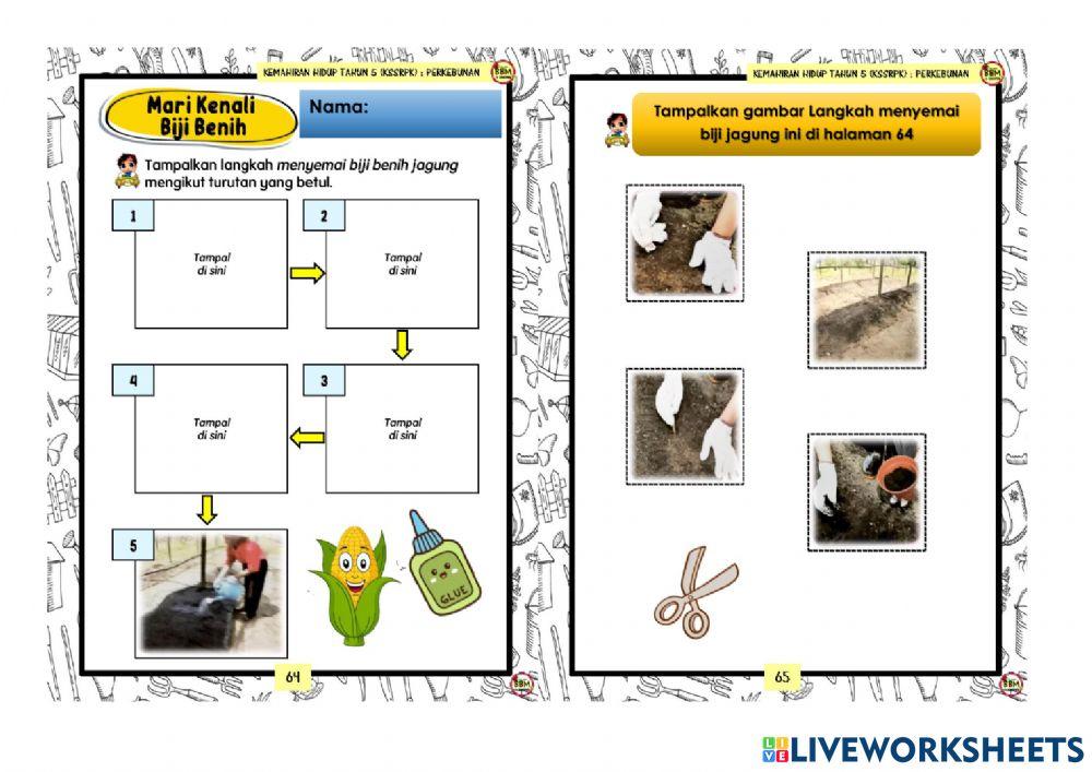 Cara Menyemai Biji Jagung