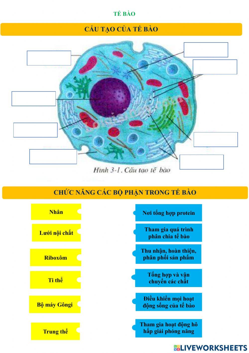 Phiếu bài tập tế bào