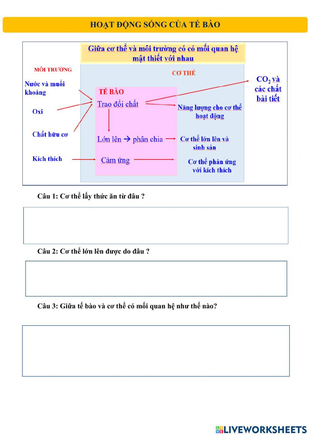 Phiếu bài tập tế bào