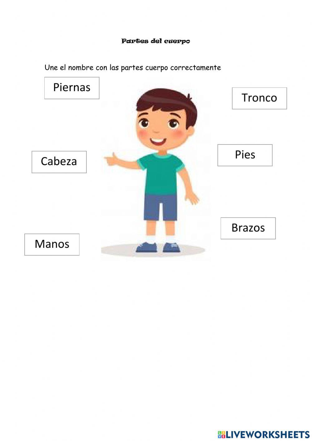 Partes del cuerpo Partes del cuerpo