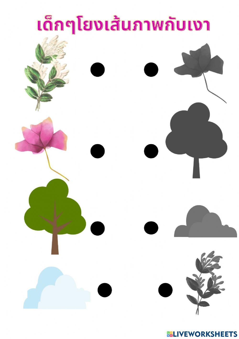 ให้เด็กๆโยงเส้นจับคู่ภาพกับเงา