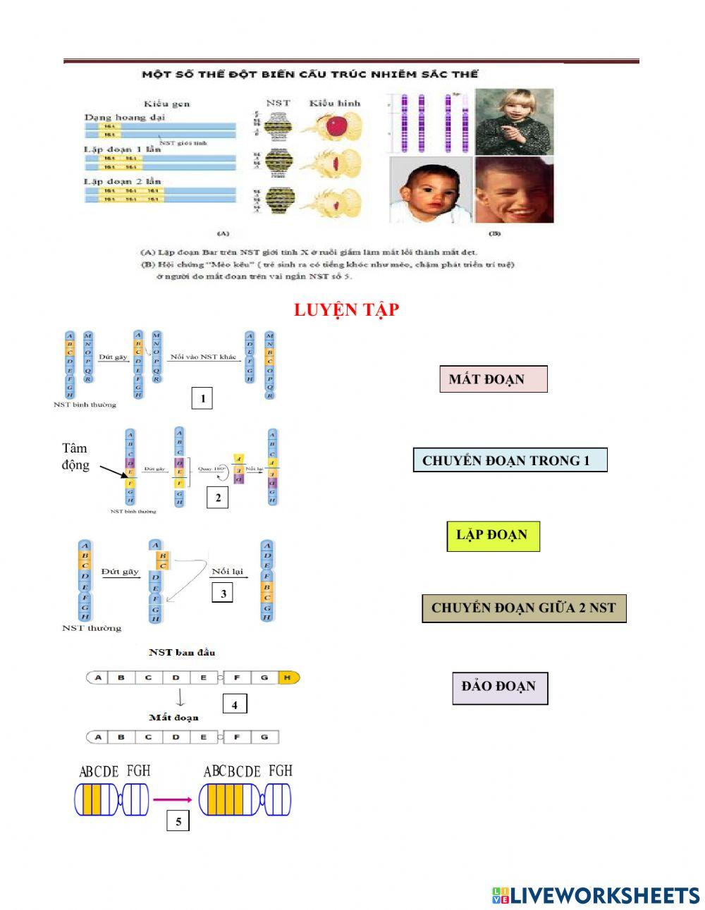 Bài 5,sinh12,nst và đột biến cấu trúc nst