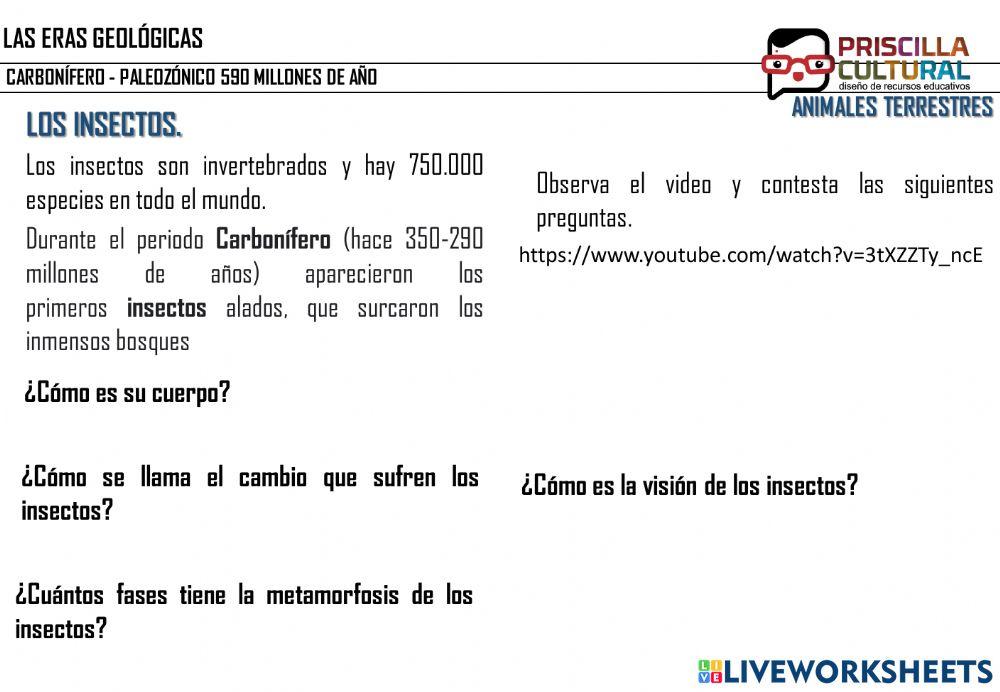 Era Geologica: Carbonífero- Insectos