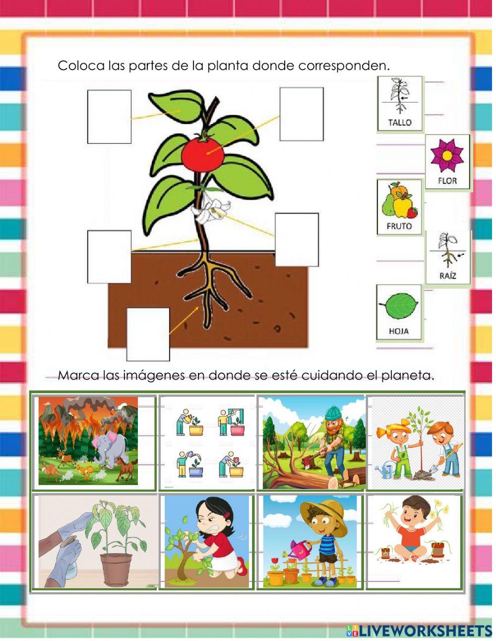 Tipos de plantas