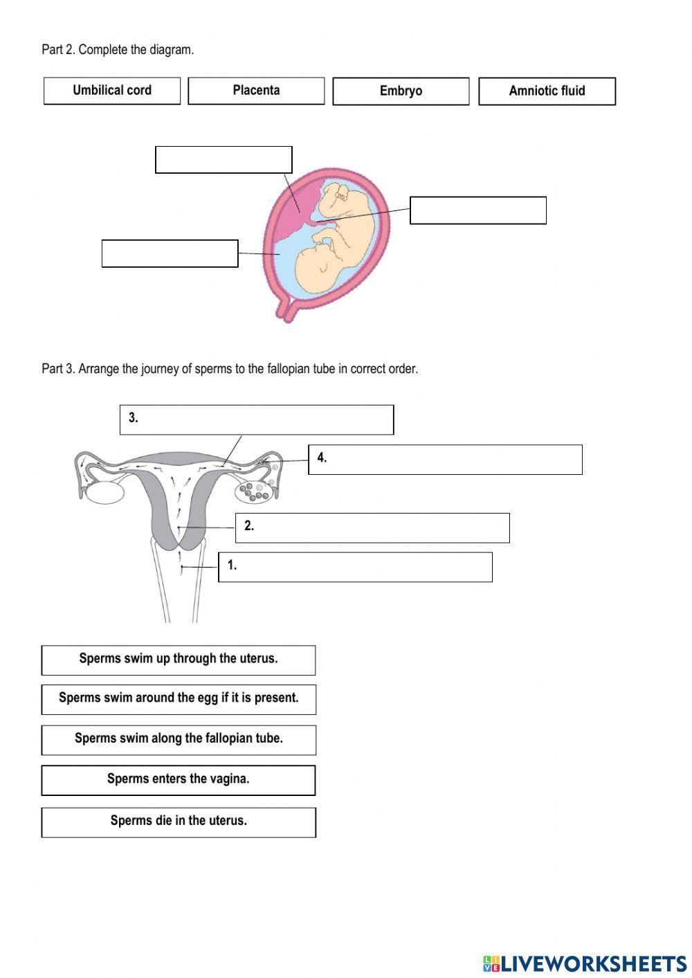 Menstrual cycle and Pregnancy