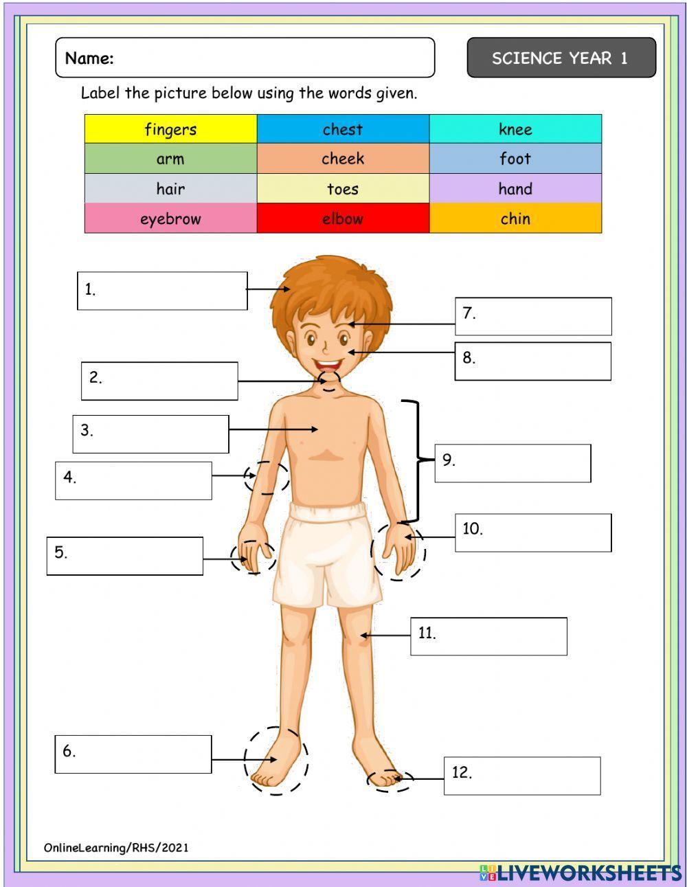Part Of The Body Interactive Activity For Year Live 48 OFF part-of-the-body-interactive-activity-for-year-live-48-off