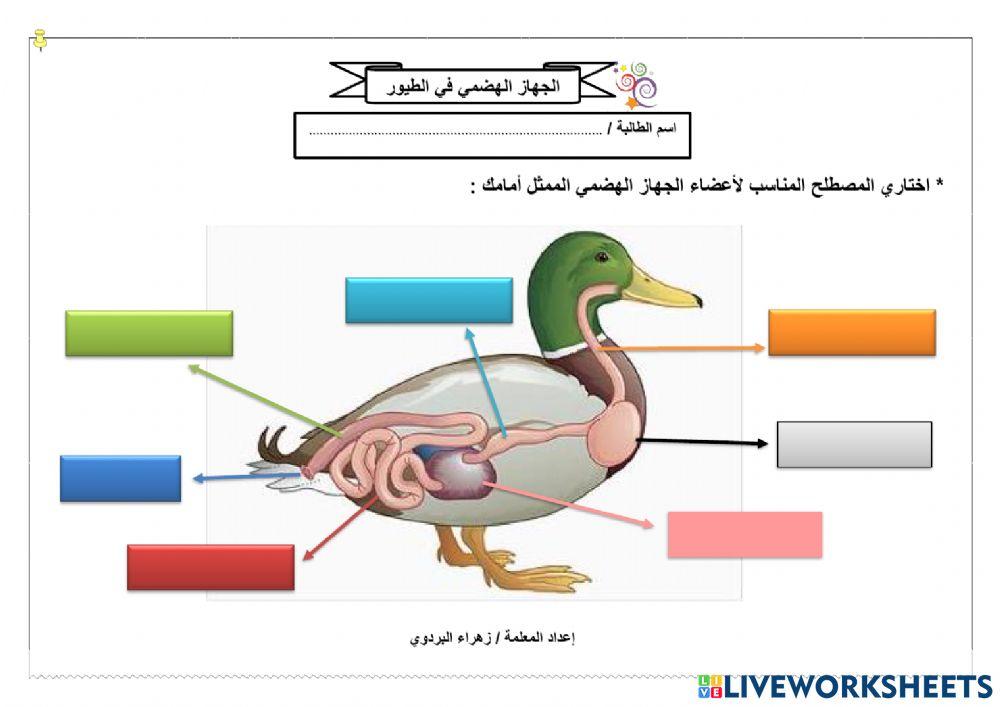 الجهاز الهضمي في الطيور