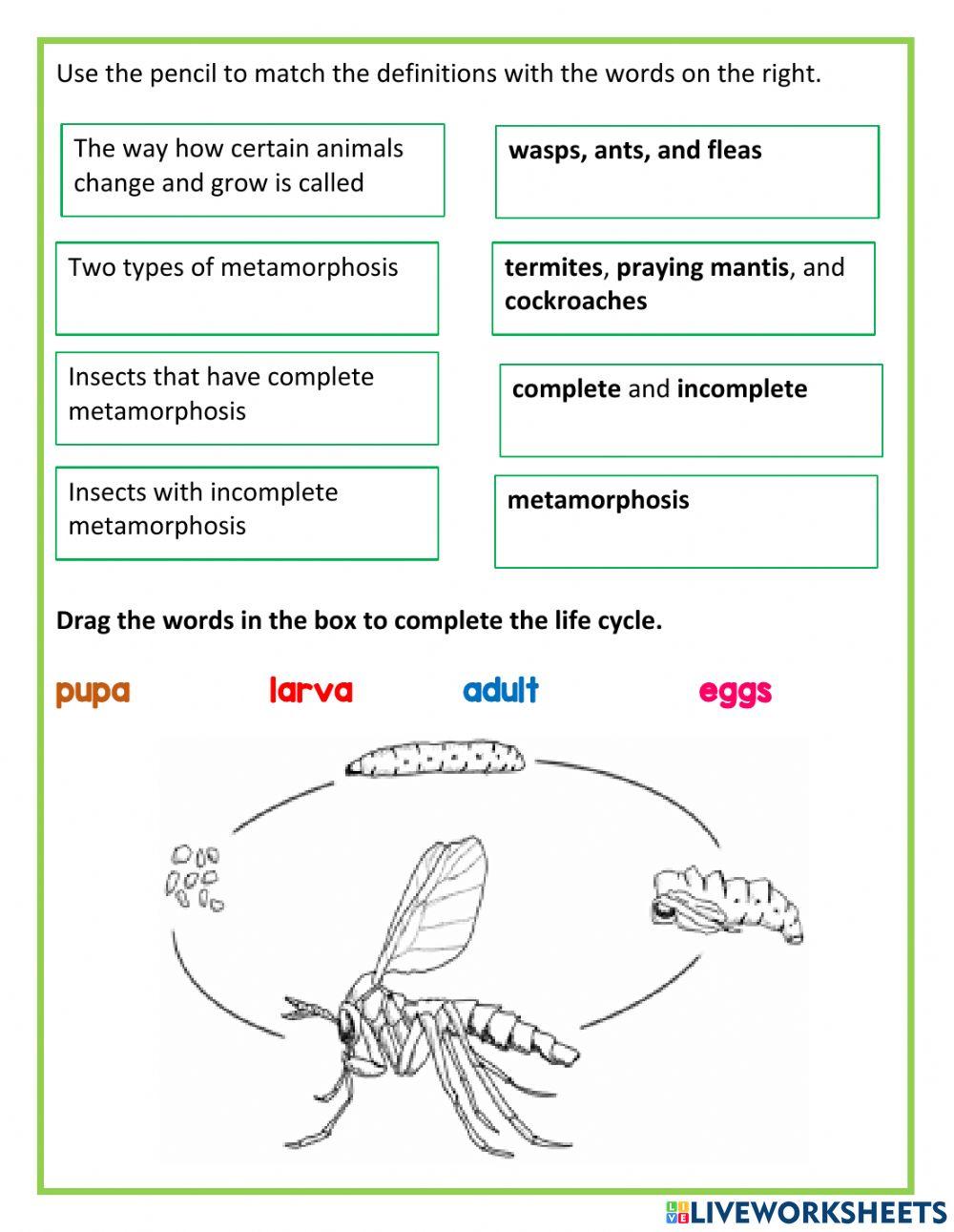 Mosquitoes and Cockroaches