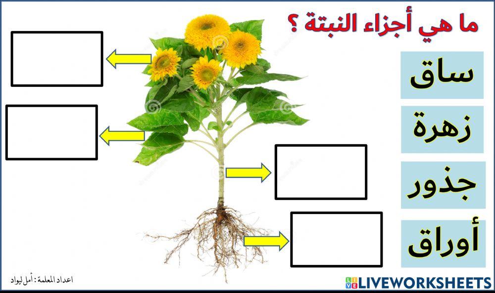 أجزاء النتبة